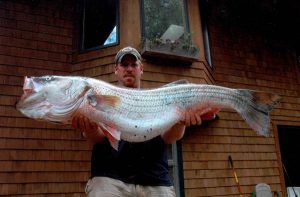 man holding striped bass catch