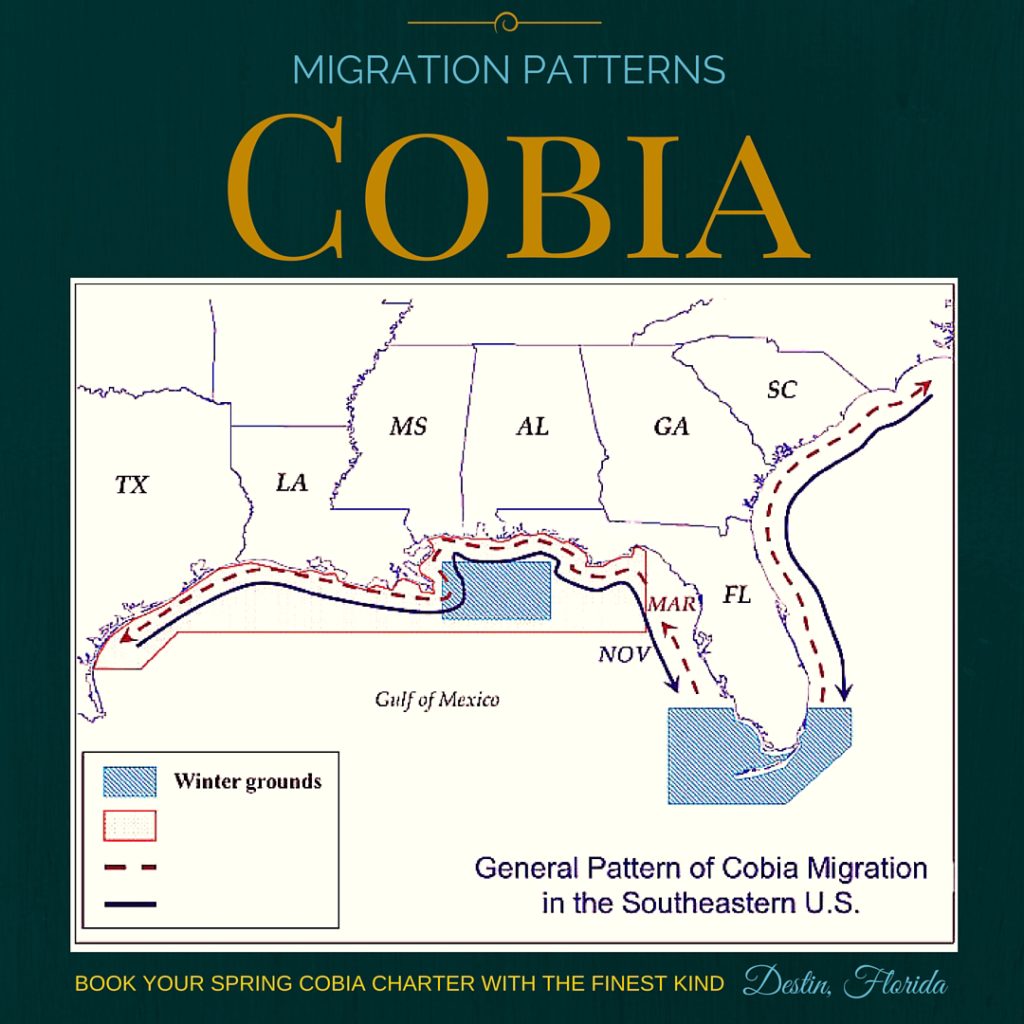 Spring Cobia Migration Patterns
