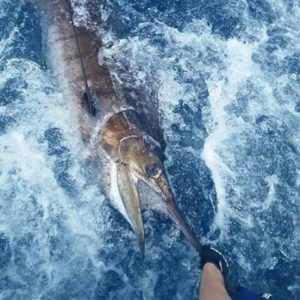 blue marlin fish in ocean