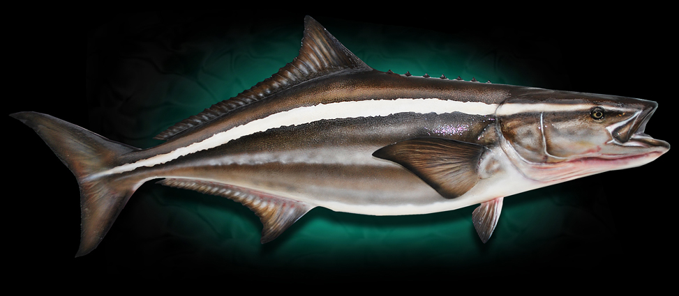 Cobia 