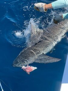 Shark off the Finest Kind Charter Boat