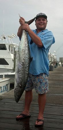 King Mackerel 