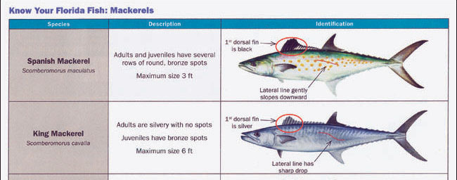 King Mackerel VS. Spanish Mackerel 