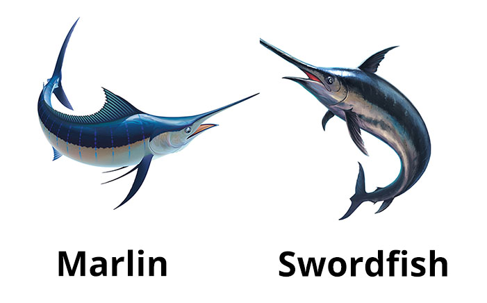 Blue Marlin and Swordfish Blue Marlin and Swordfish Drawing