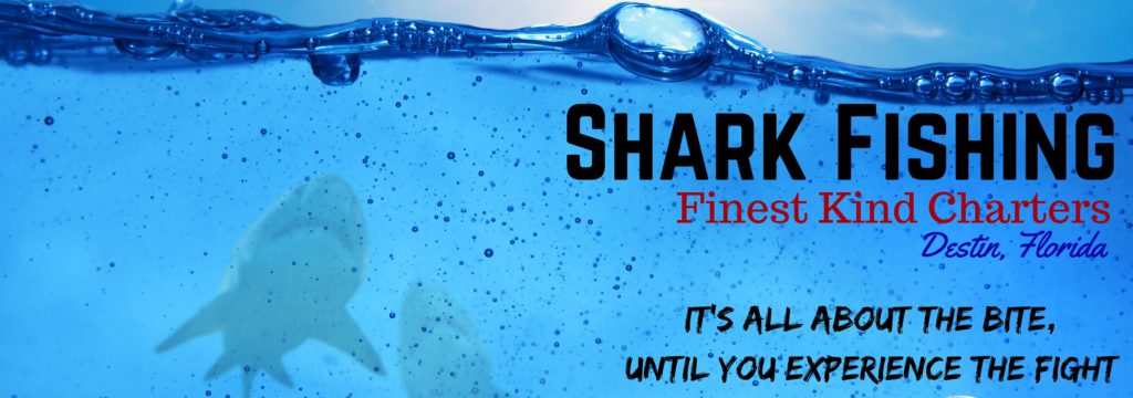 Shark Fishing in Destin, Florida