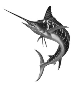 Striped Marlin Illustration