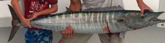 wahoo fish held by 2 fishermen