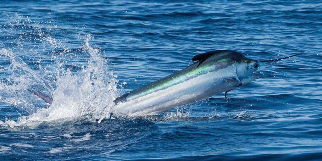 white marlin fish