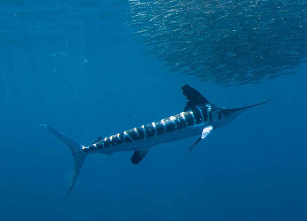 white marlin underwater