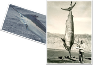vintage black marlin images